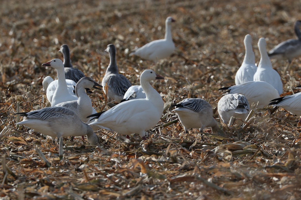 Snow Goose - ML644811544