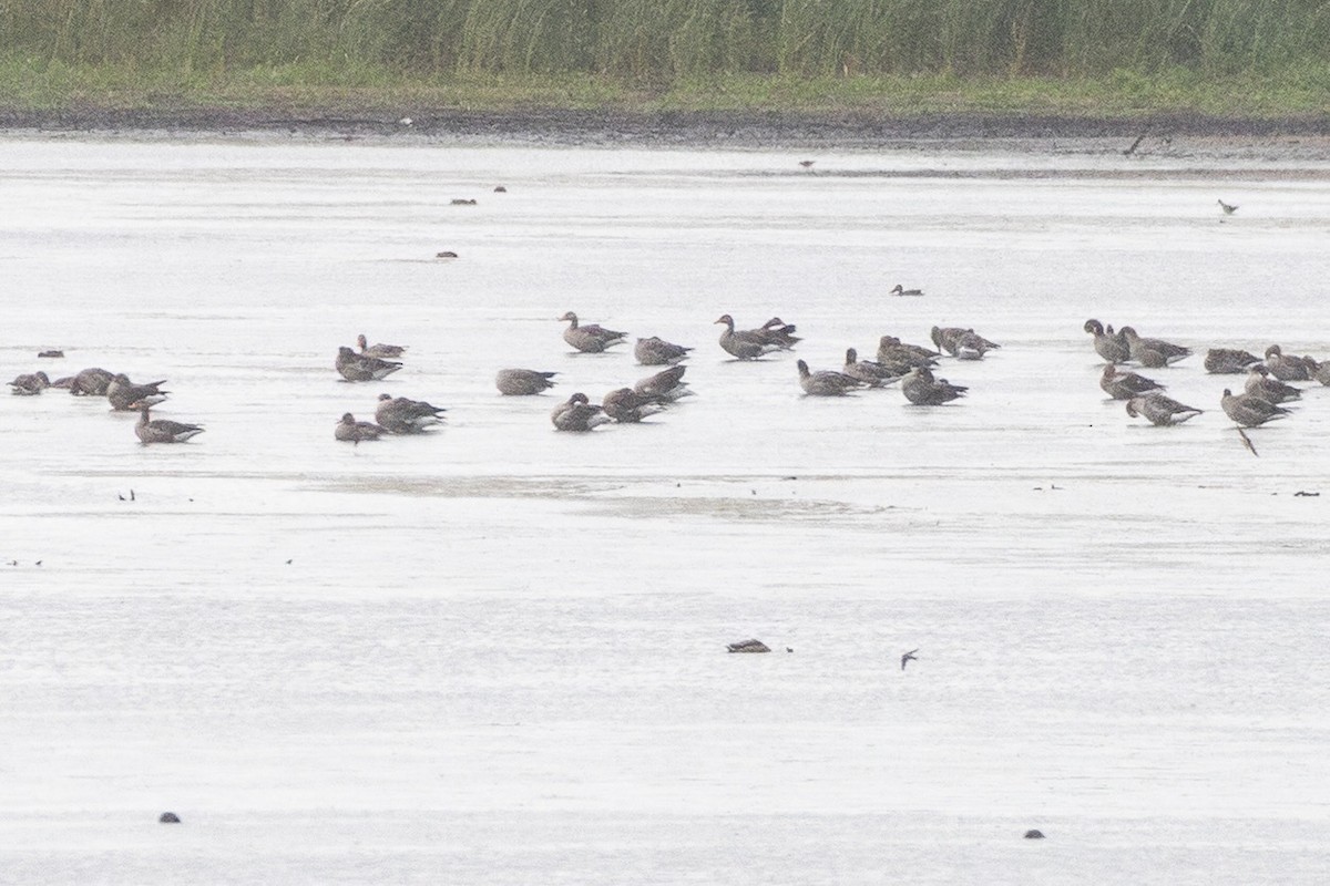 Graylag Goose - ML644811546