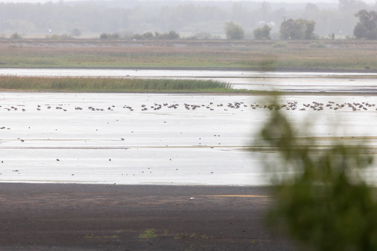 Graylag Goose - ML644811547