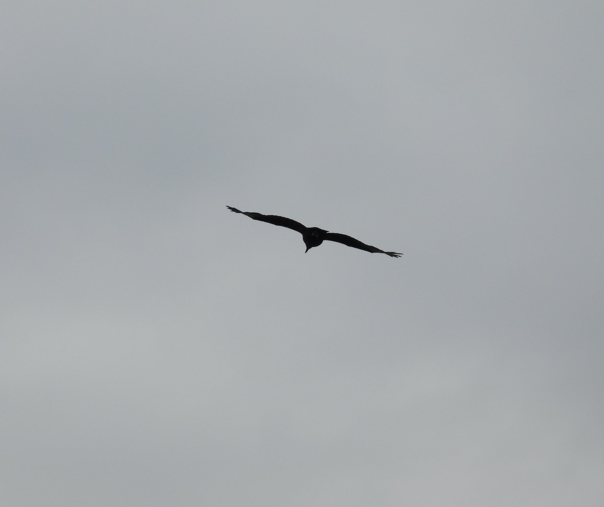 Чёрная катарта - ML644811548