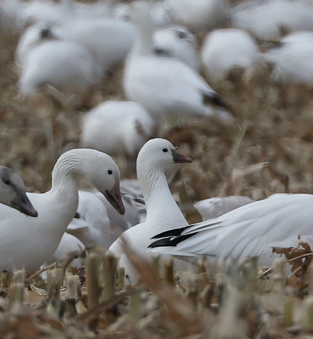 Ross's Goose - ML644811554