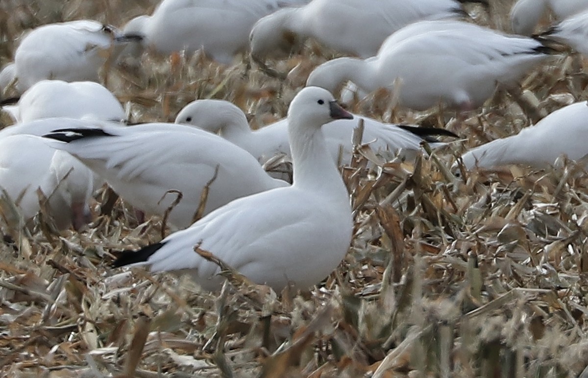 Ross's Goose - ML644811555