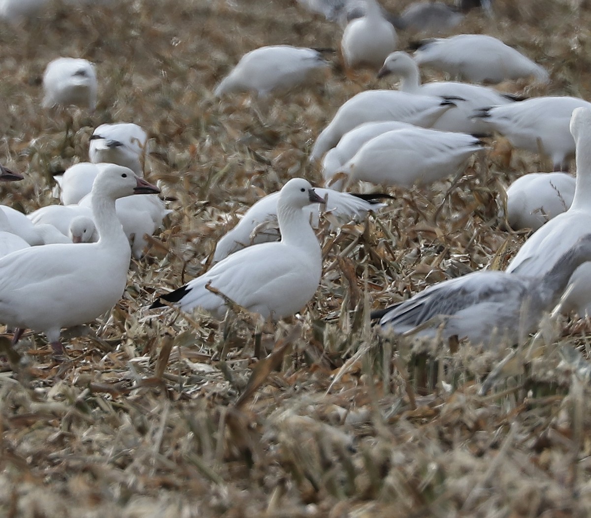 Ross's Goose - ML644811556