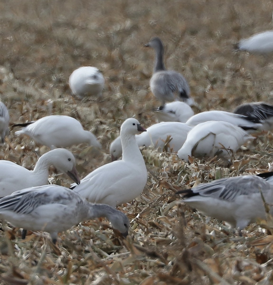 Ross's Goose - ML644811557