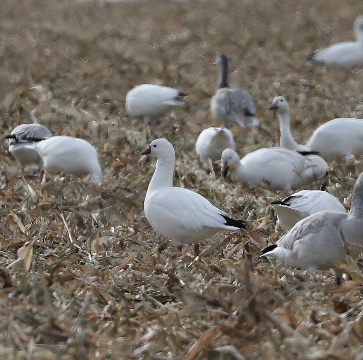 Ross's Goose - ML644811558