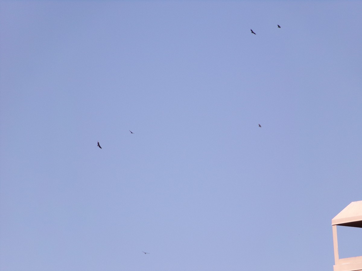 Чёрная катарта - ML644811567