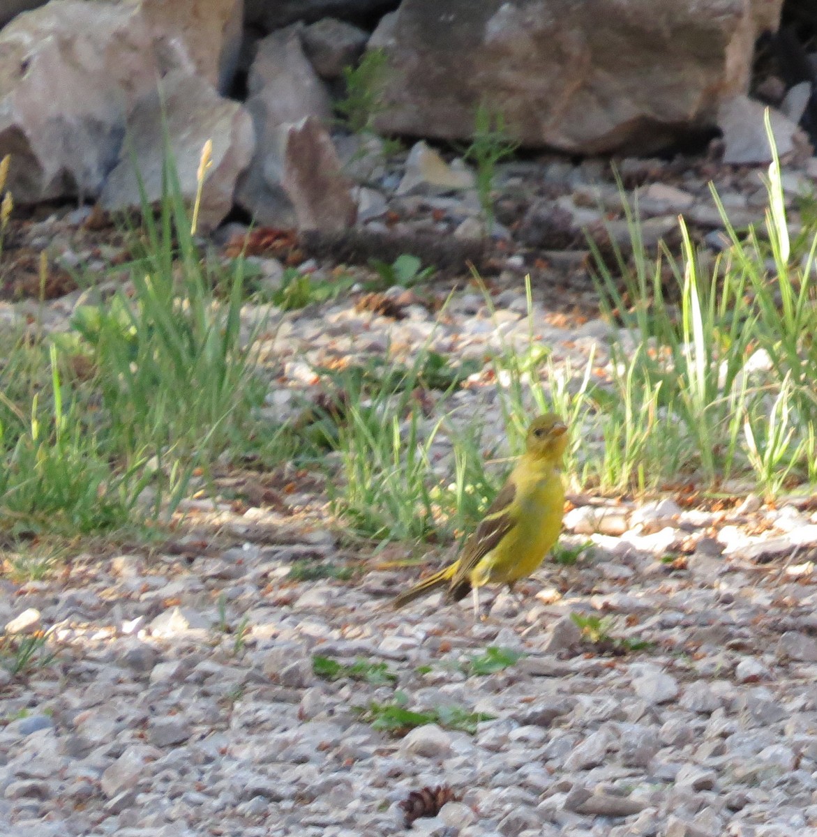 Western Tanager - ML644811570