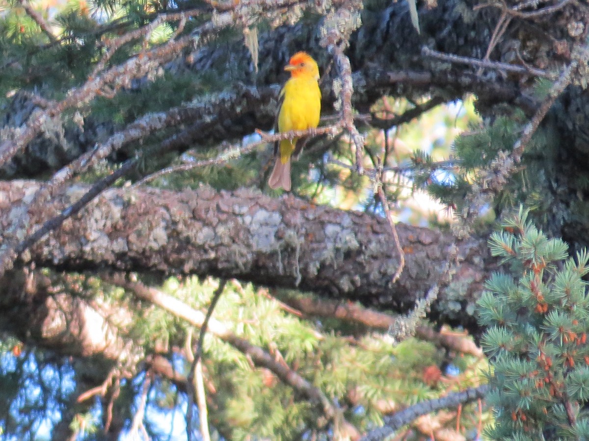 Western Tanager - ML644811571