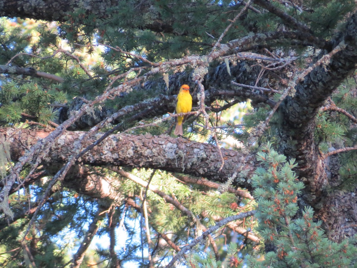 Western Tanager - ML644811572