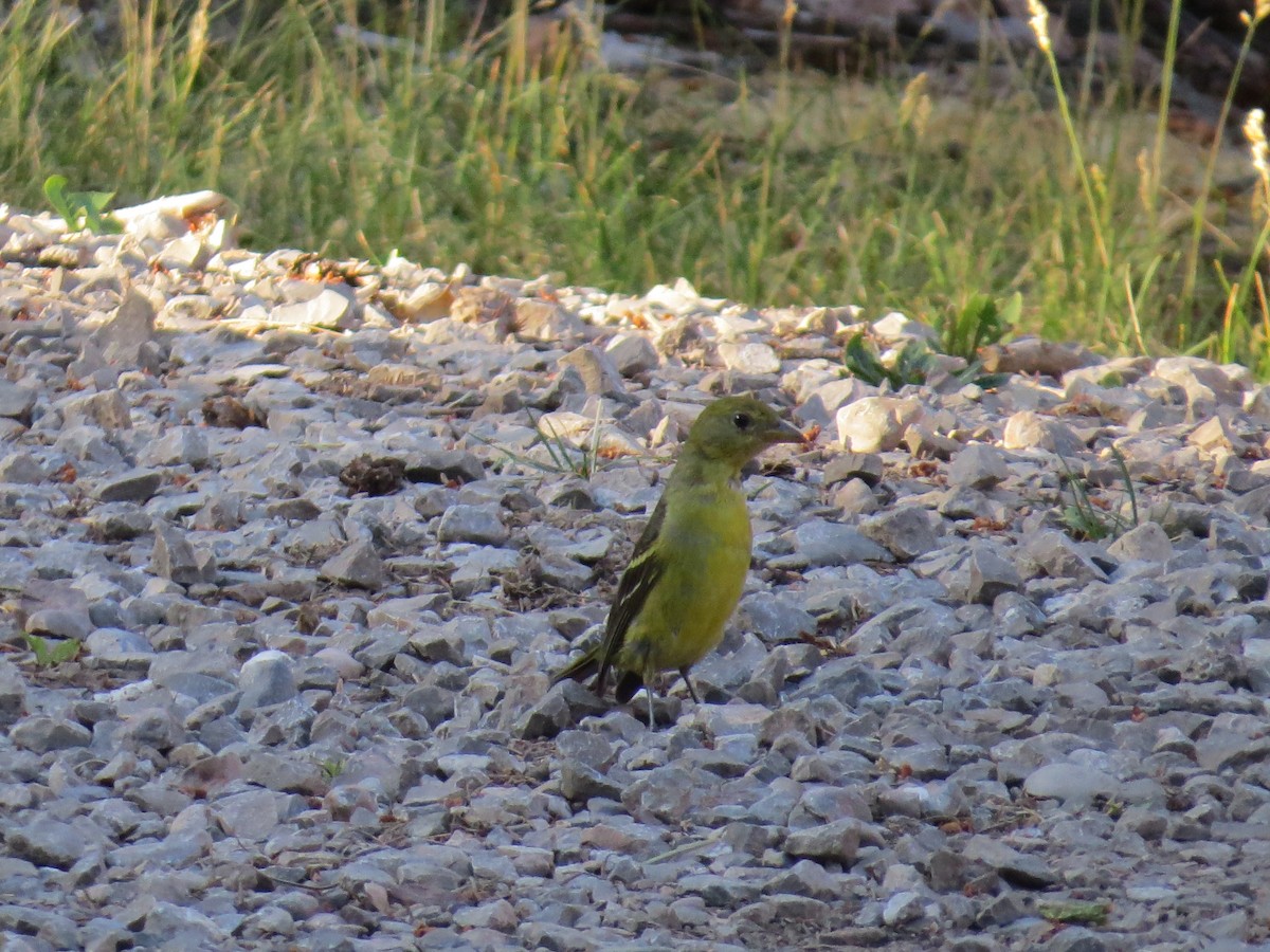 Western Tanager - ML644811573