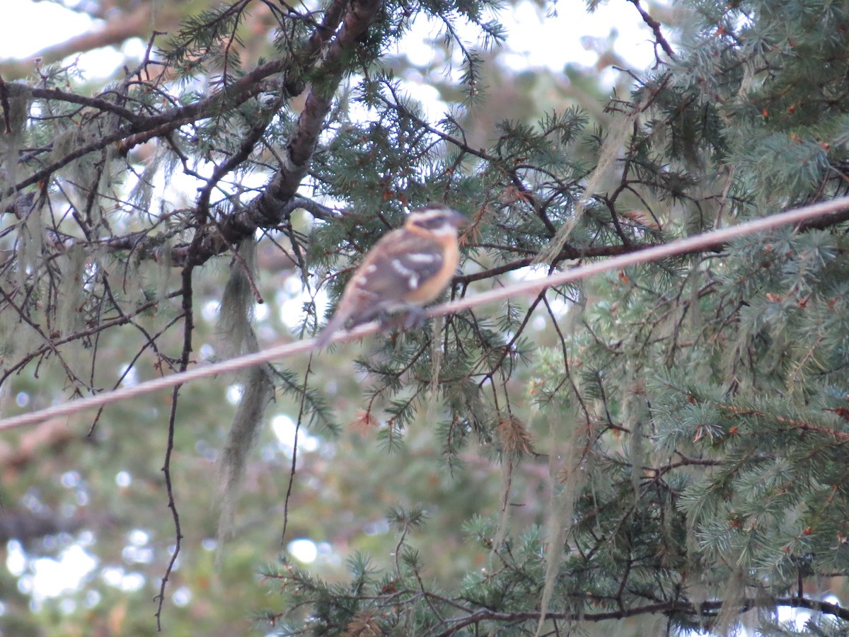 Black-headed Grosbeak - ML644811584