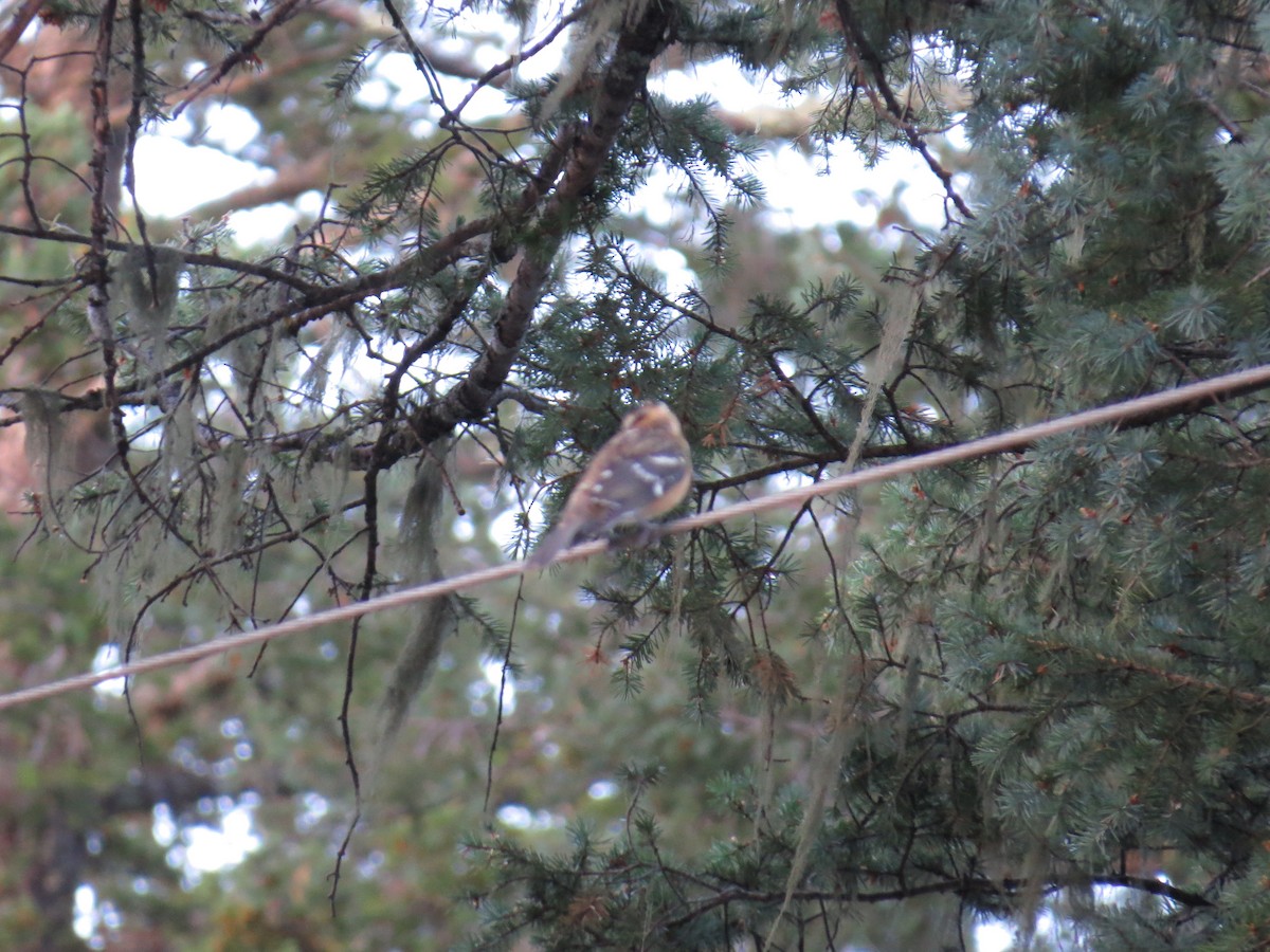 Black-headed Grosbeak - ML644811585