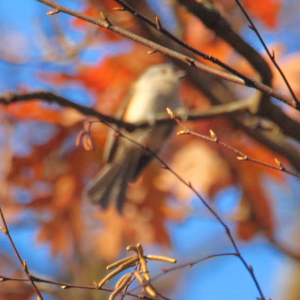 Американская гренадерка - ML644811591