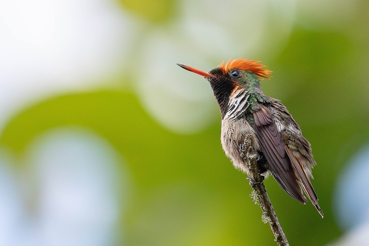 Frilled Coquette - ML644811615