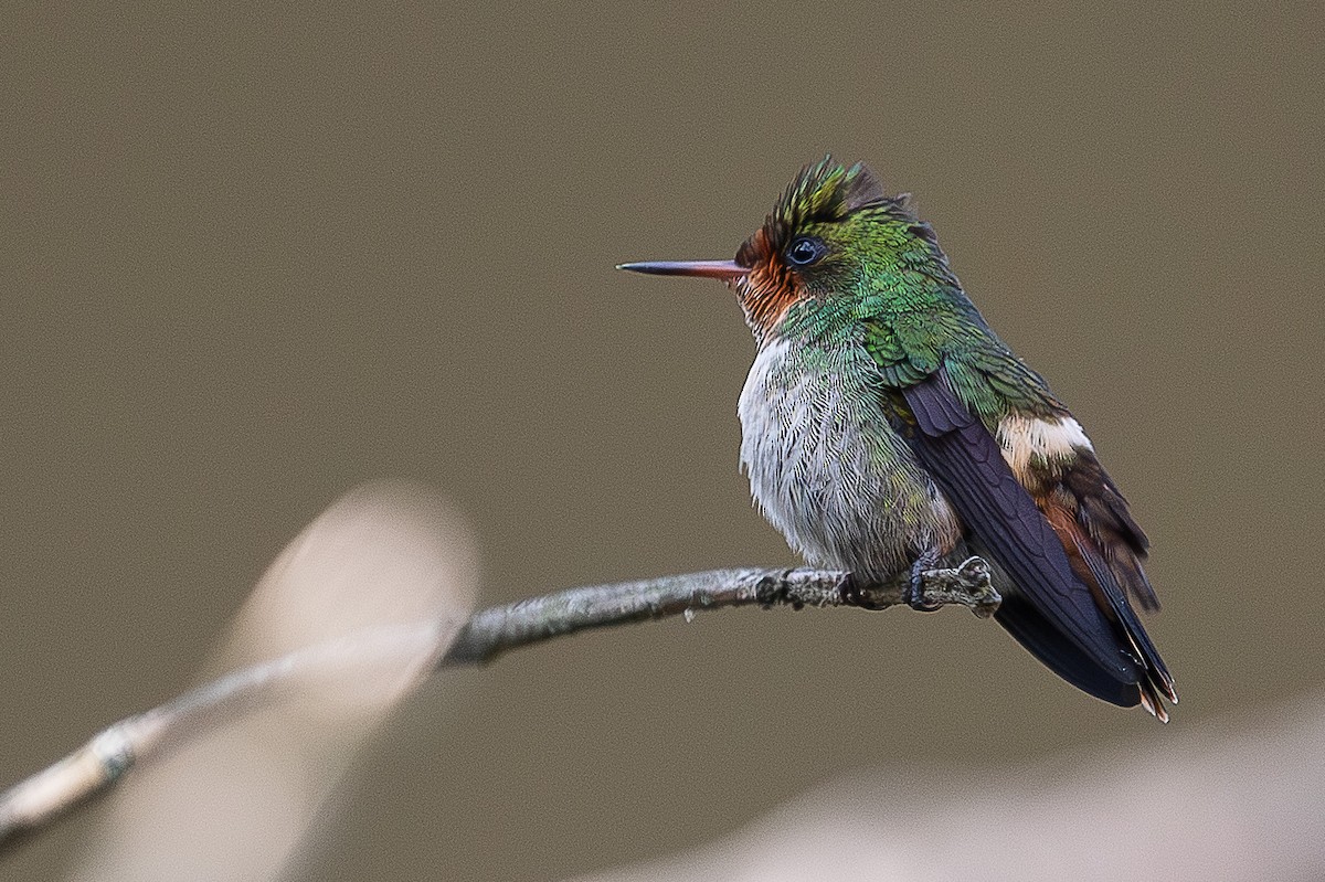 Frilled Coquette - ML644811616