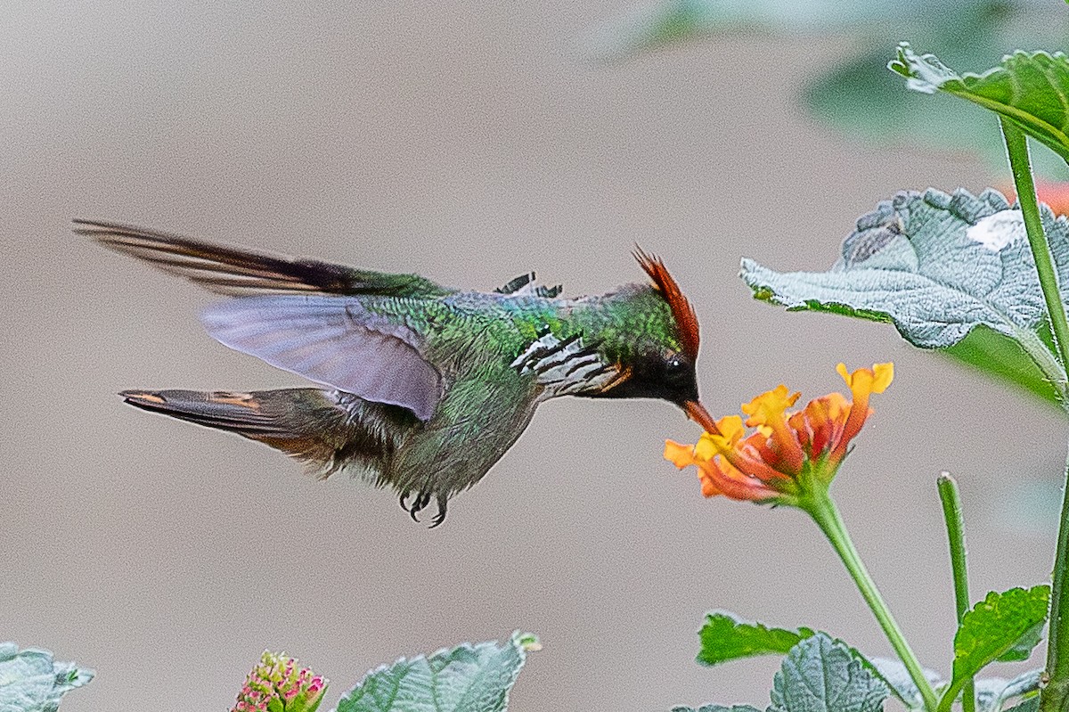 Frilled Coquette - ML644811617