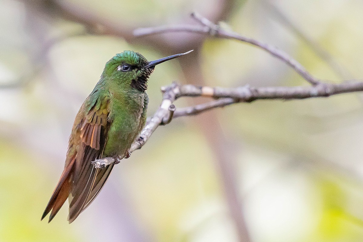 Brazilian Ruby - ML644811627