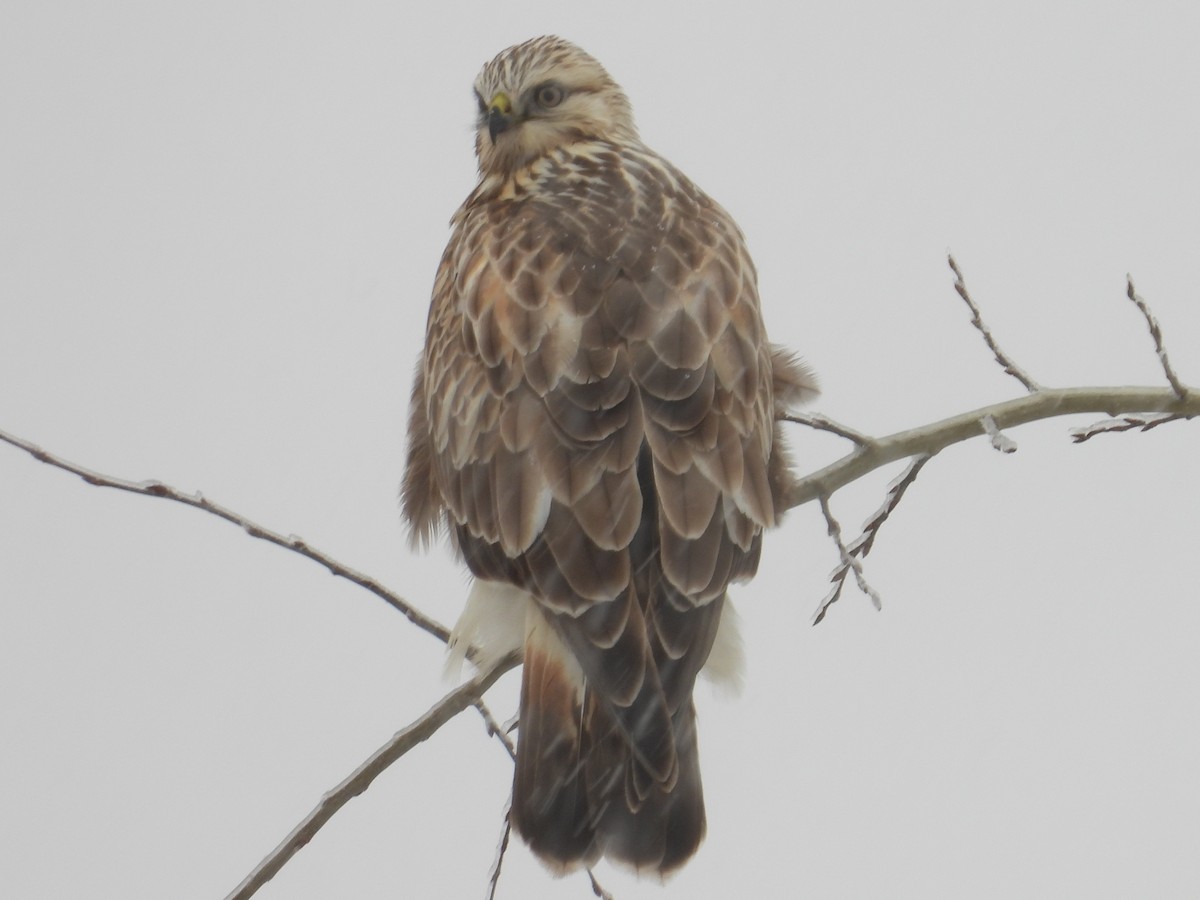 Rough-legged Hawk - ML644811628