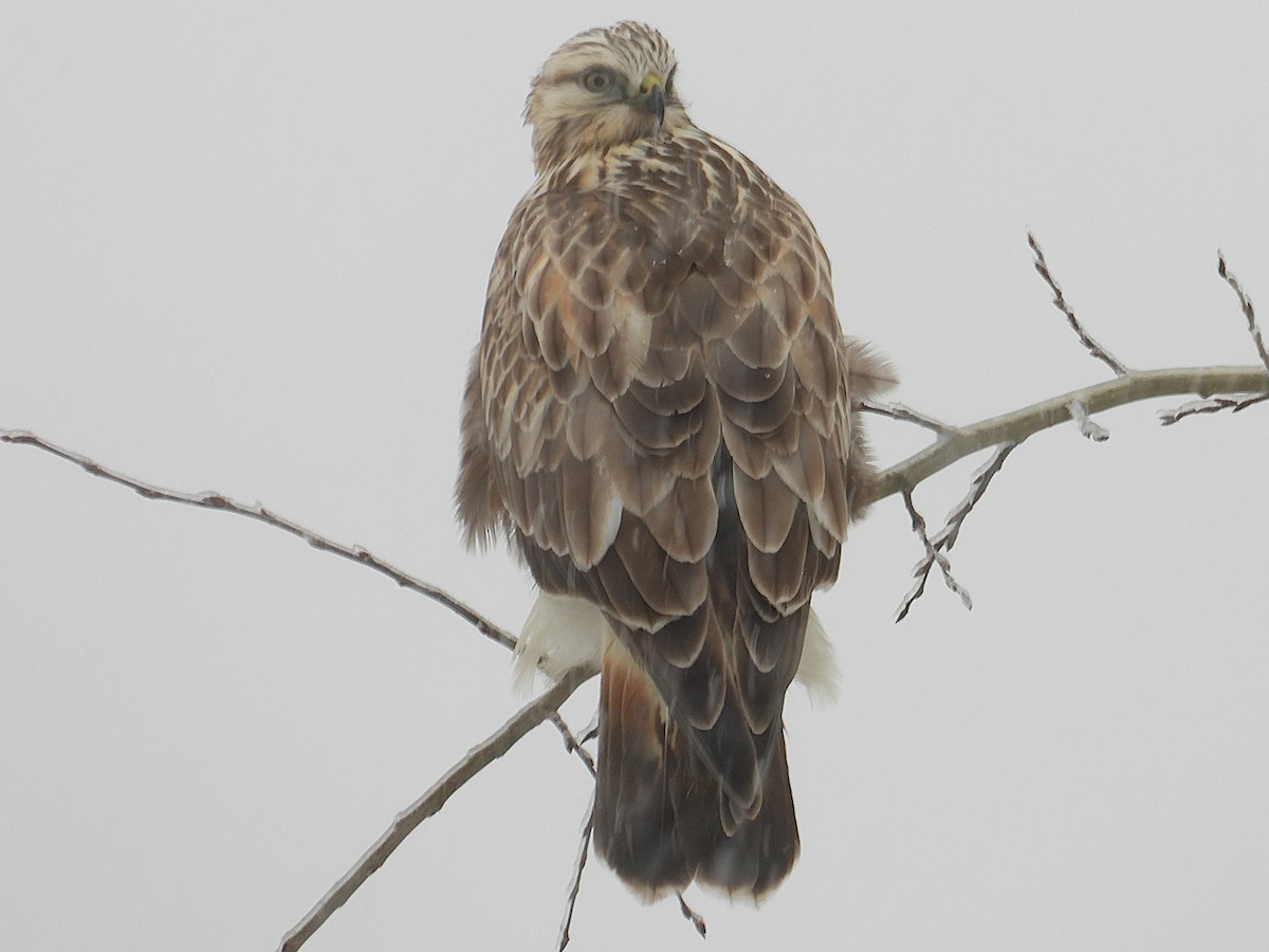 Rough-legged Hawk - ML644811629