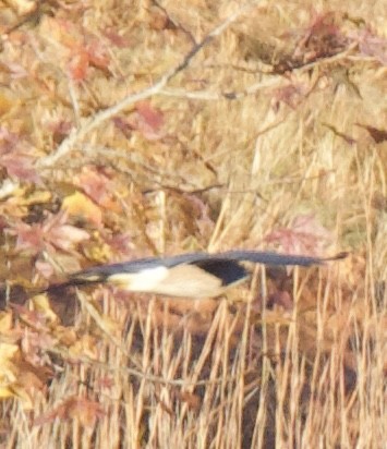 Cooper's Hawk - ML644811631