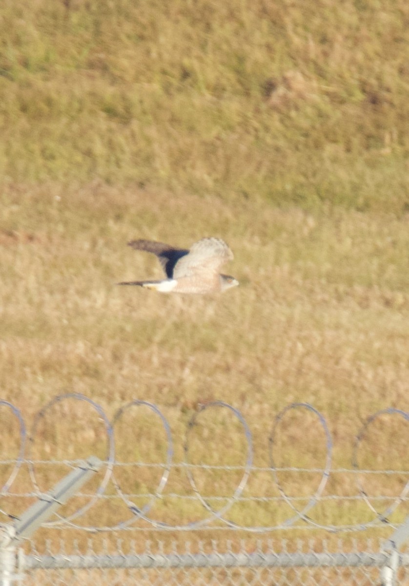 Cooper's Hawk - ML644811632