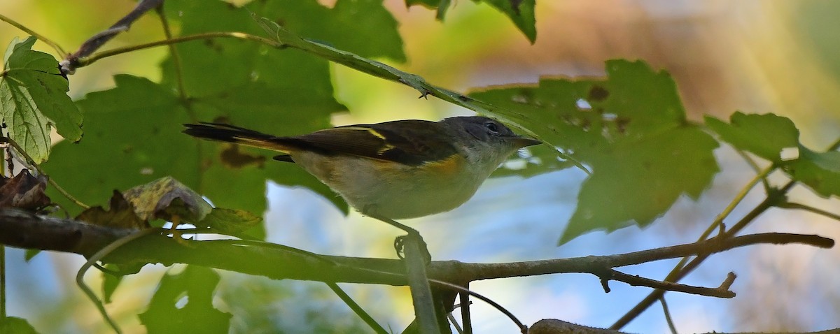 American Redstart - ML644811634