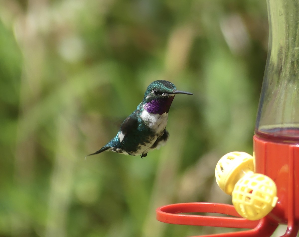 Ak Göbekli Ormanyıldızı - ML644811635