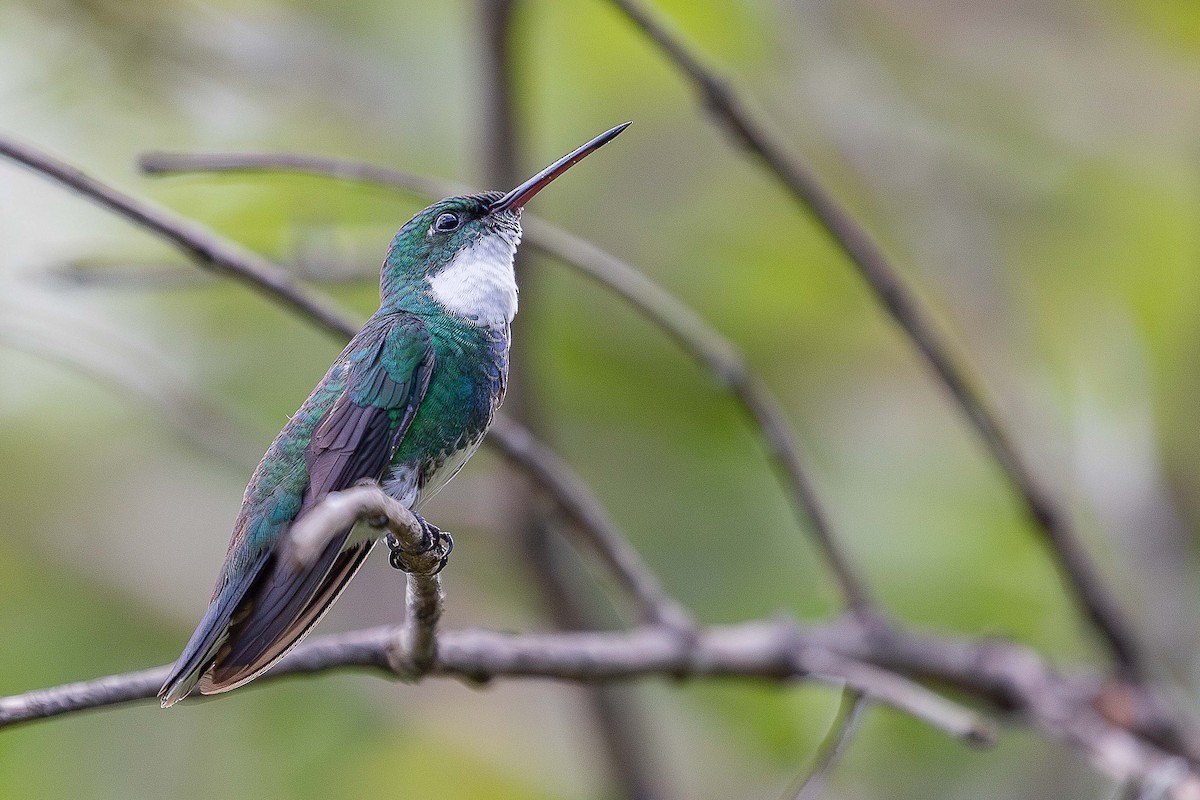 White-throated Hummingbird - ML644811637