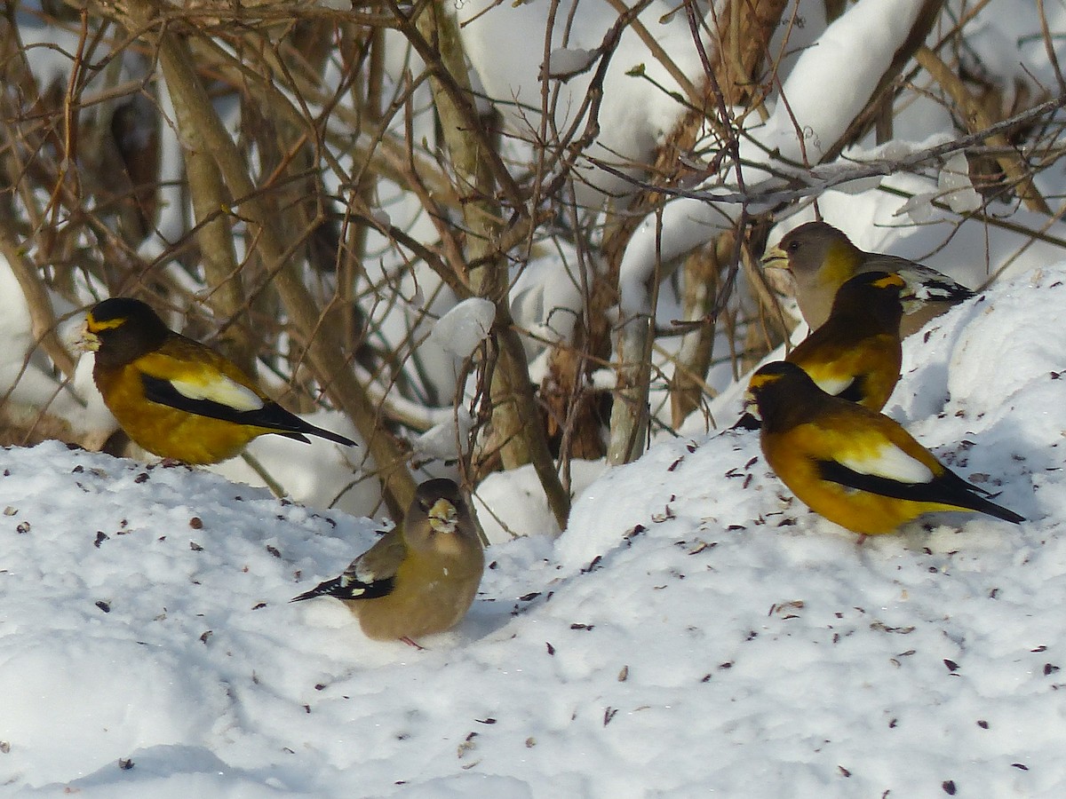 Evening Grosbeak - ML644811650
