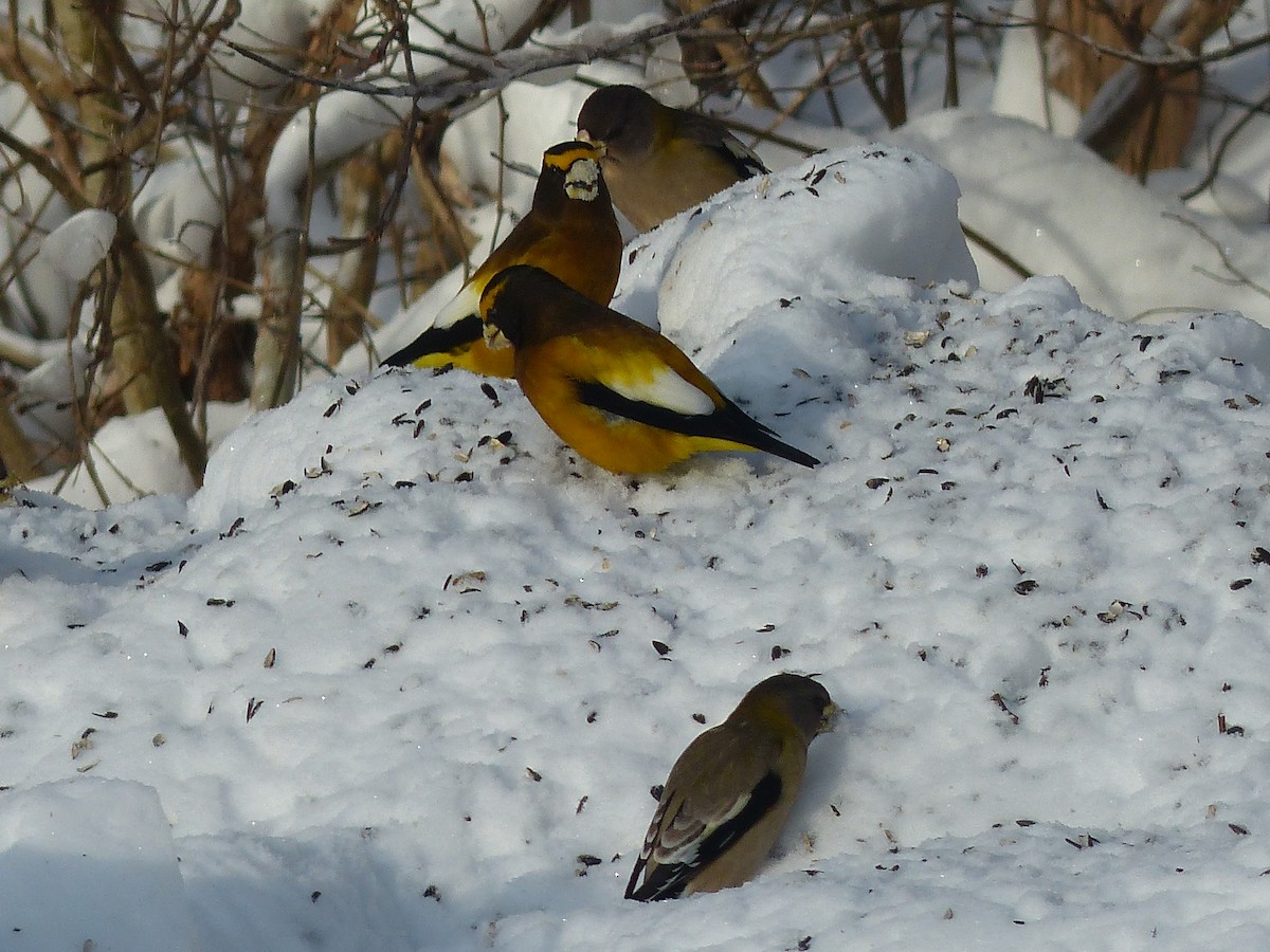 Evening Grosbeak - ML644811651
