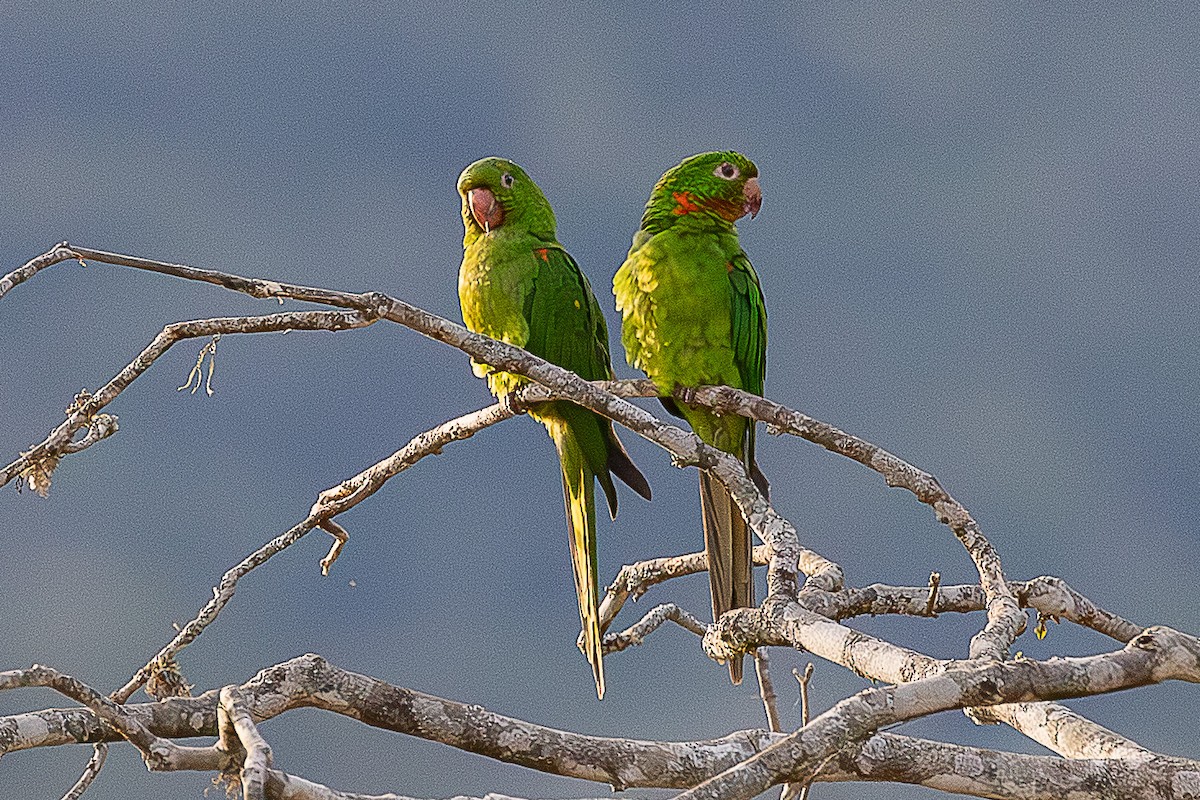 White-eyed Parakeet - ML644811652