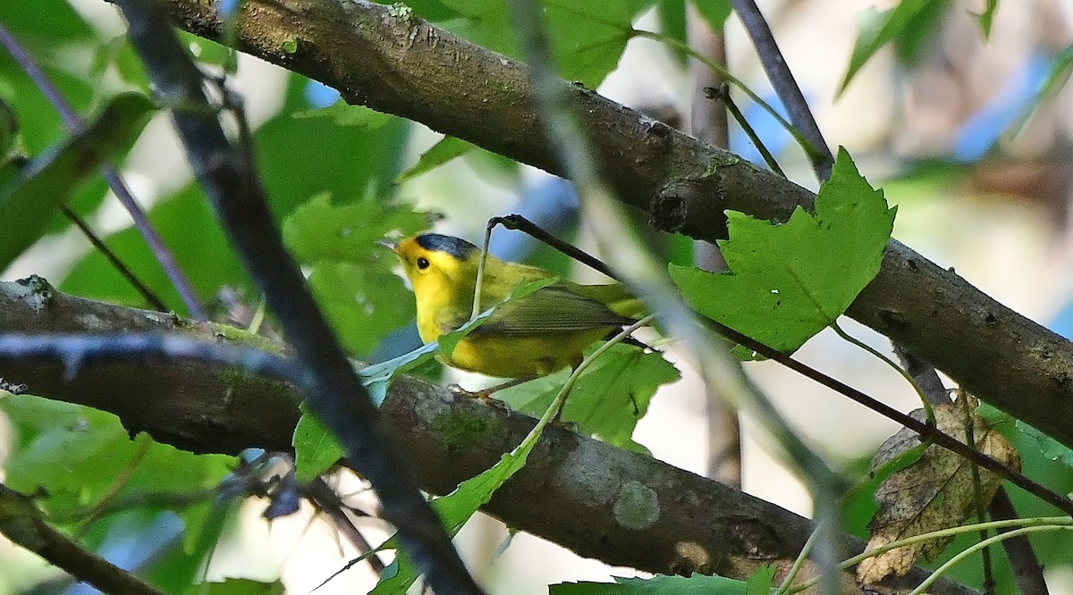 Wilson's Warbler - ML644811654