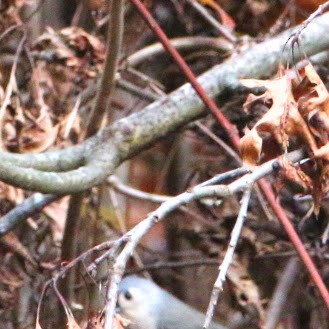 Американская гренадерка - ML644811657