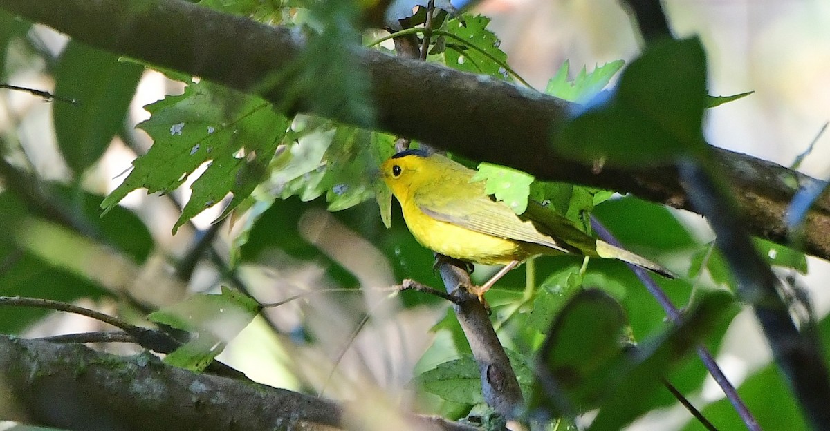 Wilson's Warbler - ML644811663