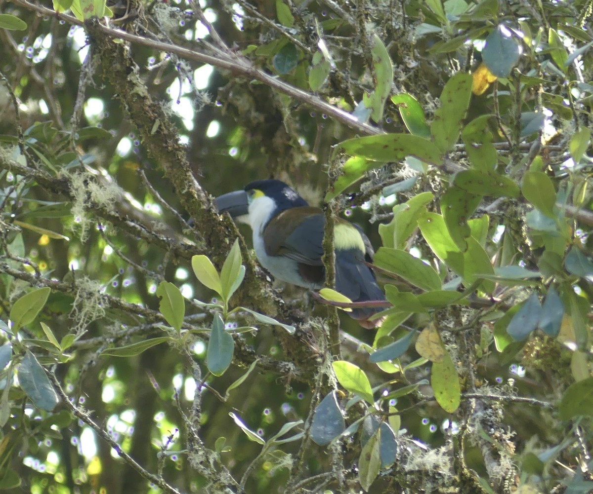 Андигена білощока - ML644811667