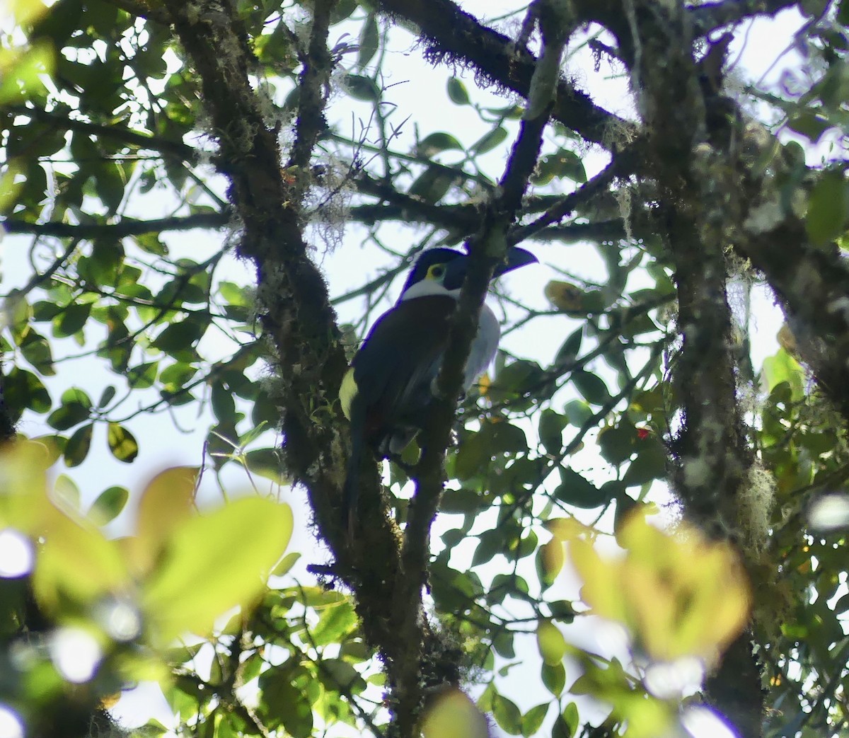 Андигена білощока - ML644811668