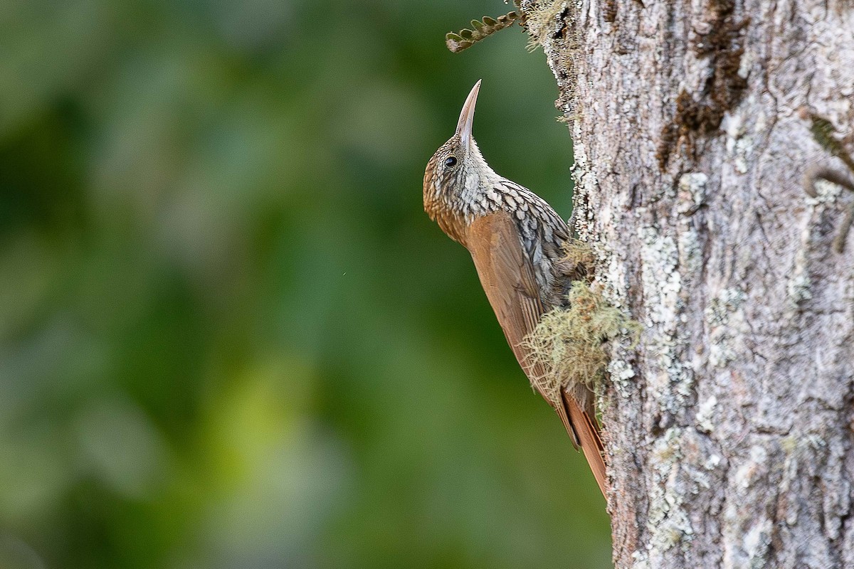 Scaled Woodcreeper - ML644811673