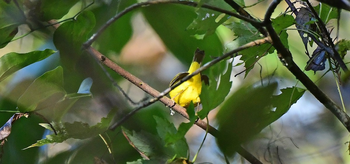 Wilson's Warbler - ML644811676