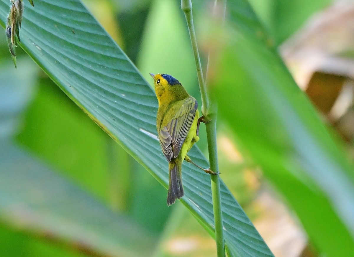 Wilson's Warbler - ML644811686