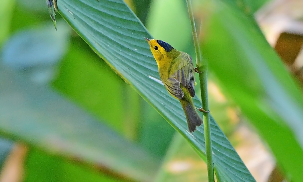 Wilson's Warbler - ML644811693