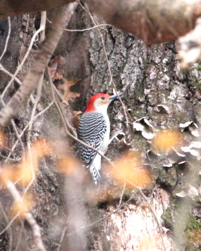 Red-bellied Woodpecker - ML644811703