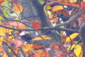 Hairy Woodpecker - ML644811706