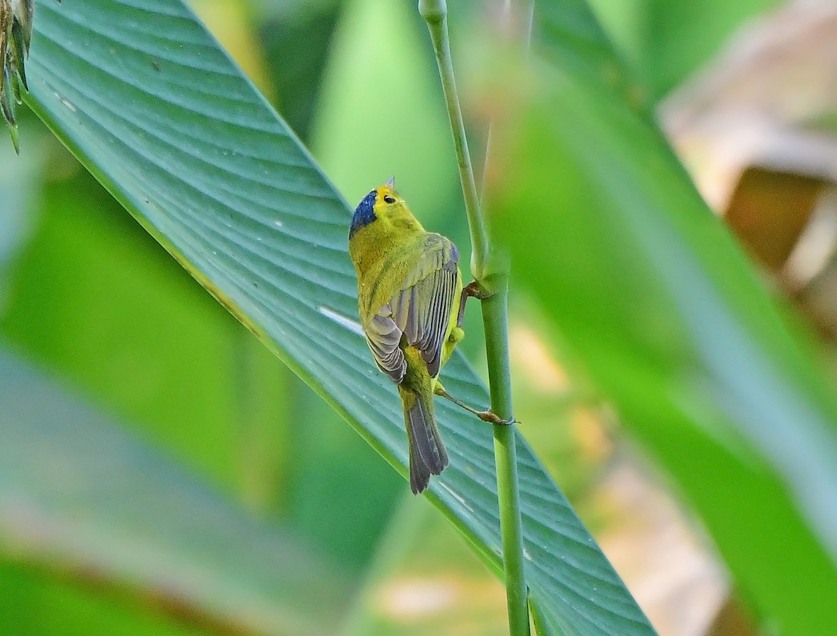 Wilson's Warbler - ML644811708