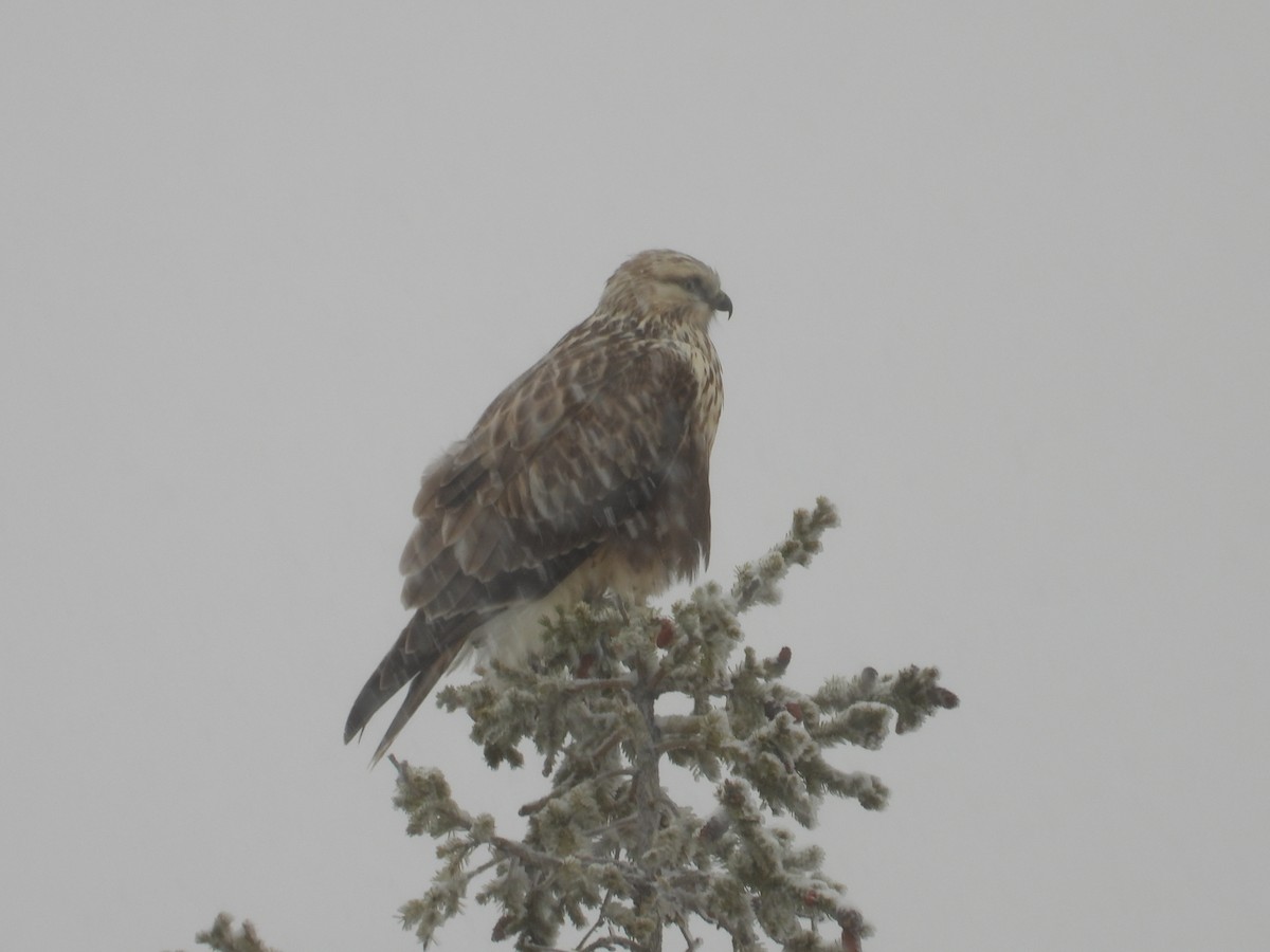 Rough-legged Hawk - ML644811712