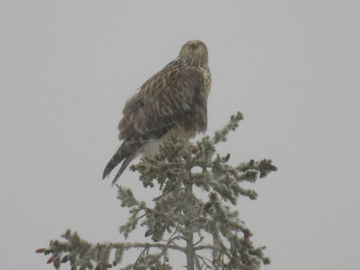 Rough-legged Hawk - ML644811713