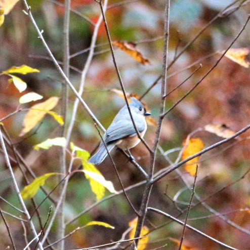 Tufted Titmouse - ML644811714