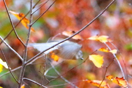 Tufted Titmouse - ML644811730