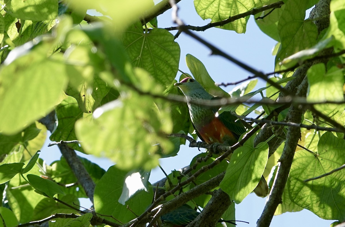 Rose-crowned Fruit-Dove - ML644811731