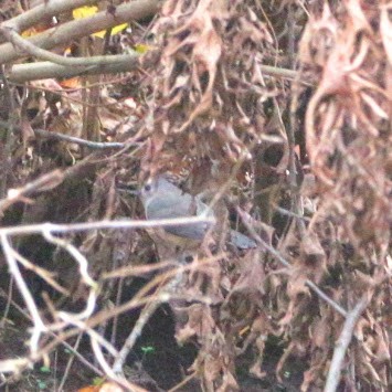 Tufted Titmouse - ML644811732