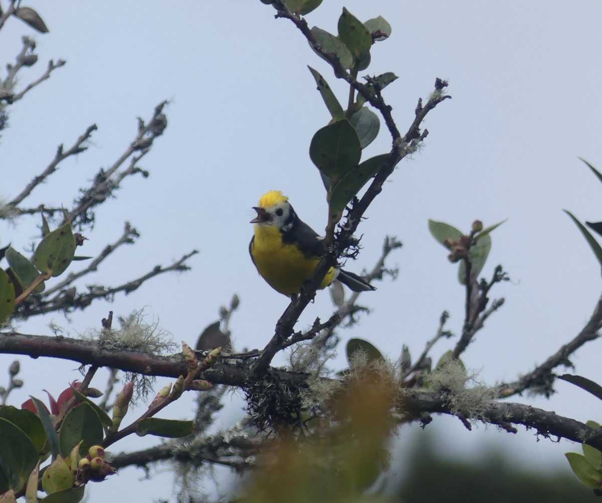 Süslü Ötleğen - ML644811733